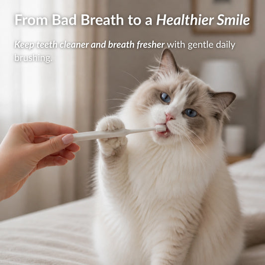 Cat using a 360 cat toothbrush to help clean teeth and improve breath freshness