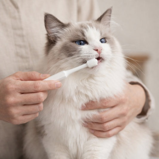 RagRoyale ToothBrush