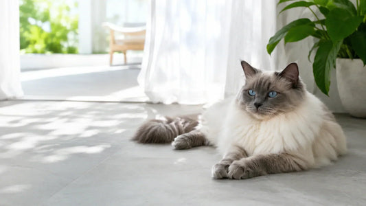 A long-haired cat relaxing on a cool floor during a hot summer day