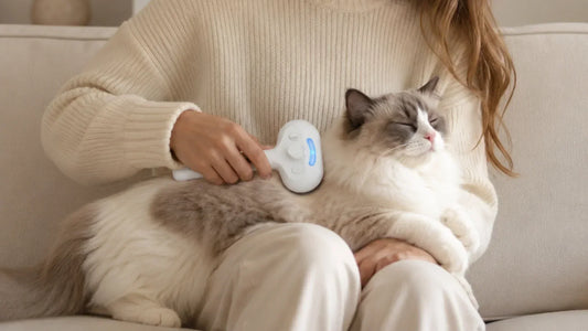 Long-haired Ragdoll cat being groomed with a Mist Brush to help reduce shedding and maintain a healthy coat.