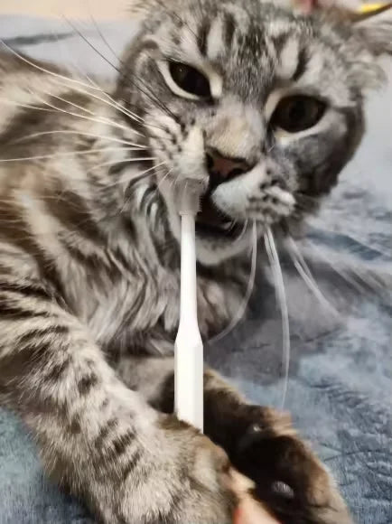 Cat chewing the RagRoyale 360 ToothBrush