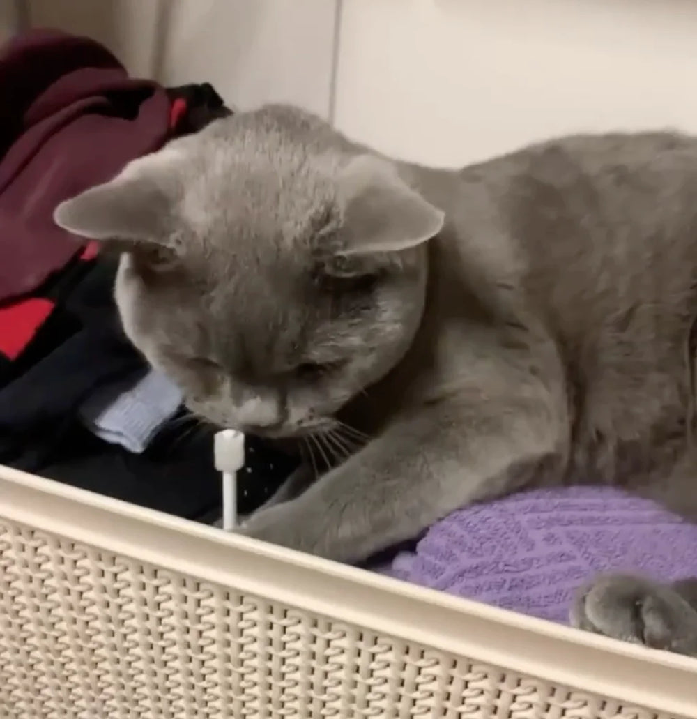 Cat during brushing routine with the 360 ToothBrush