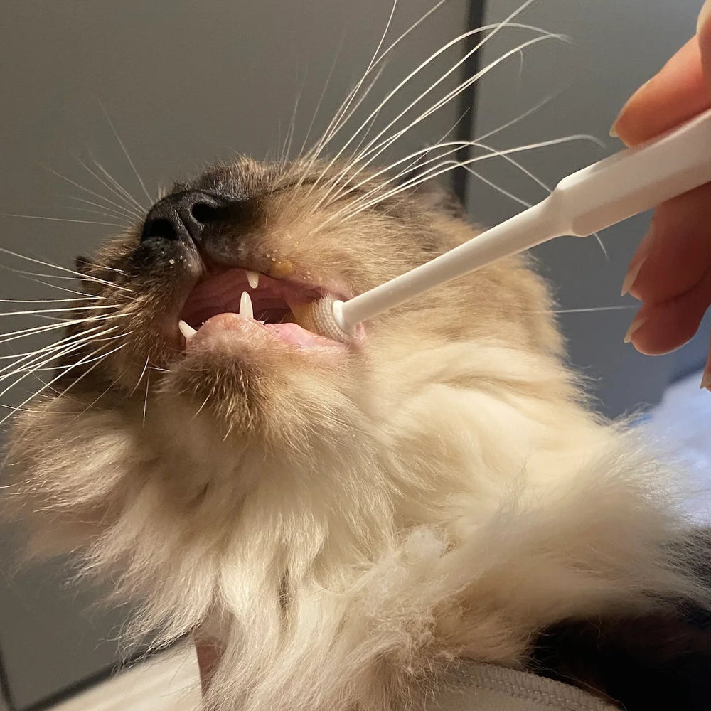 Customer brushing the teeth of his Ragdoll cat with the RagRoyale 360 ToothBrush