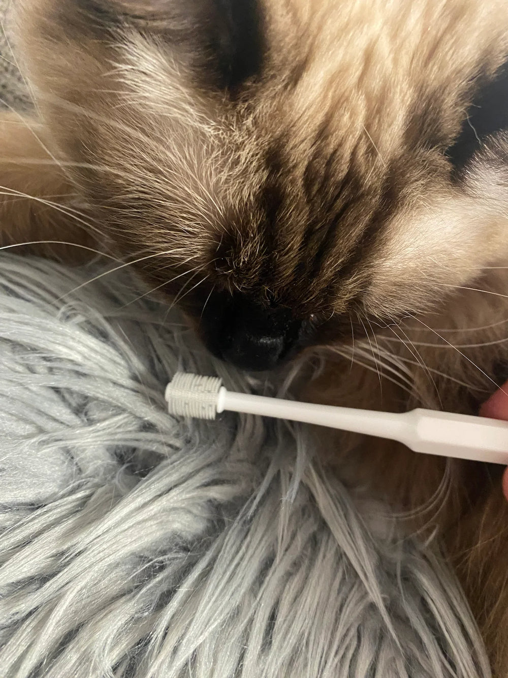 Ragdoll cat smelling the 360 ToothBrush before dental care