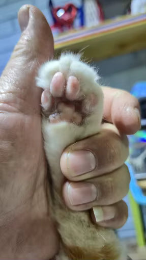 <p>Loved by 10,000+ Happy Cats & Owners</p>