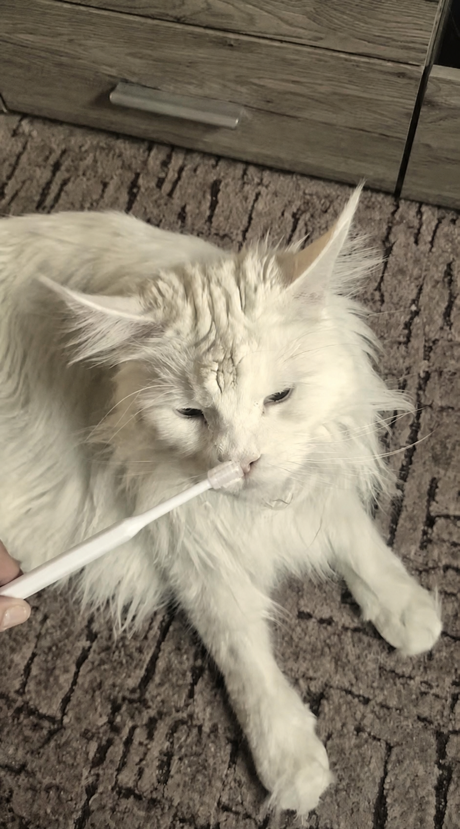 <p>Loved by 10,000+ Happy Cats & Owners</p>