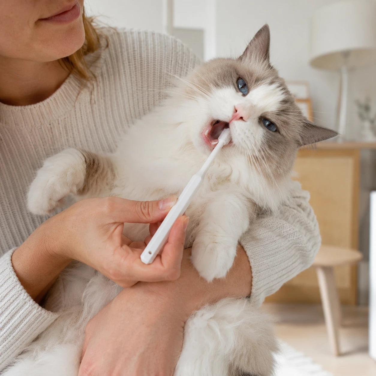Owner brushing a cat’s teeth with a 360 toothbrush designed for easier and more effective daily dental care