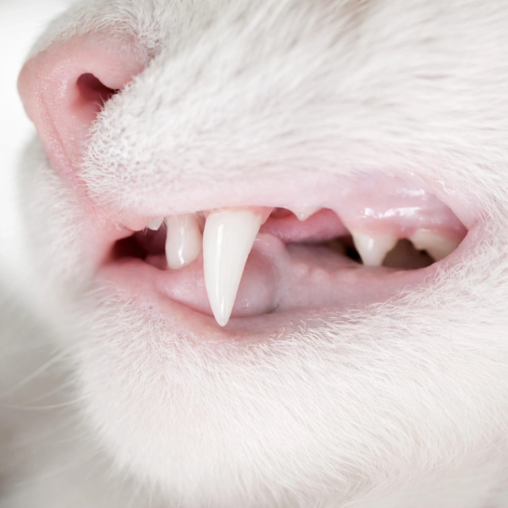 Close-up of a cat’s clean white teeth after brushing with a 360 toothbrush, showing improved oral hygiene and healthy gums