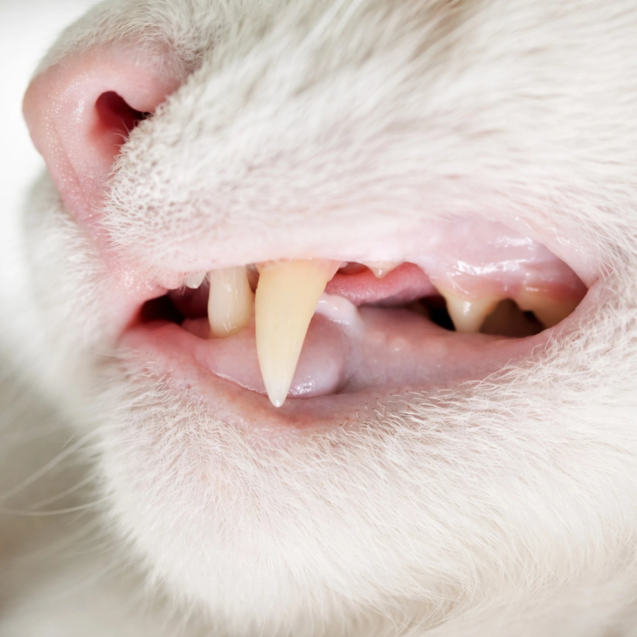 Close-up of a cat’s teeth before brushing, showing plaque buildup and discoloration on the canine tooth