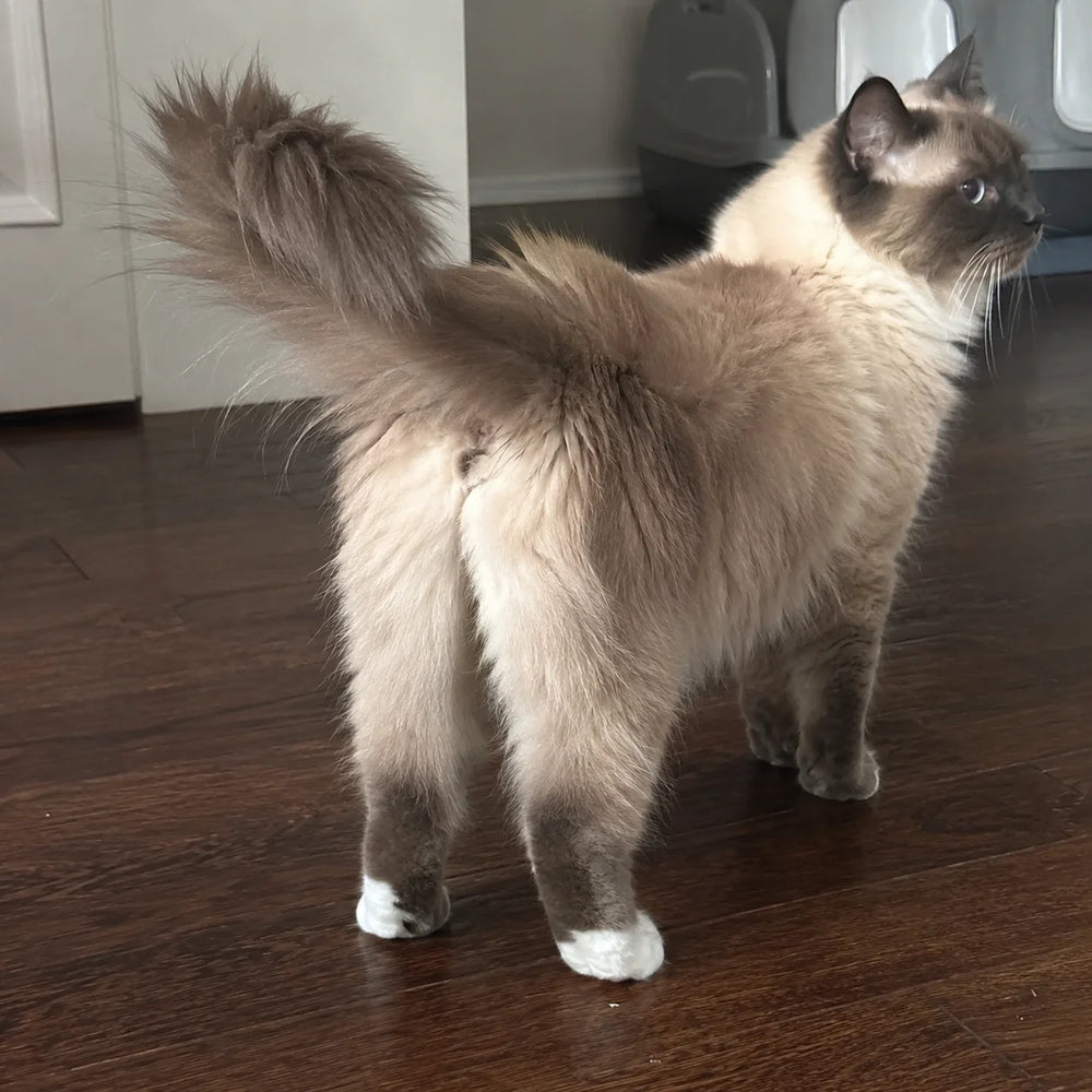 Customer showing this Ragdoll cat after grooming with FurTrim