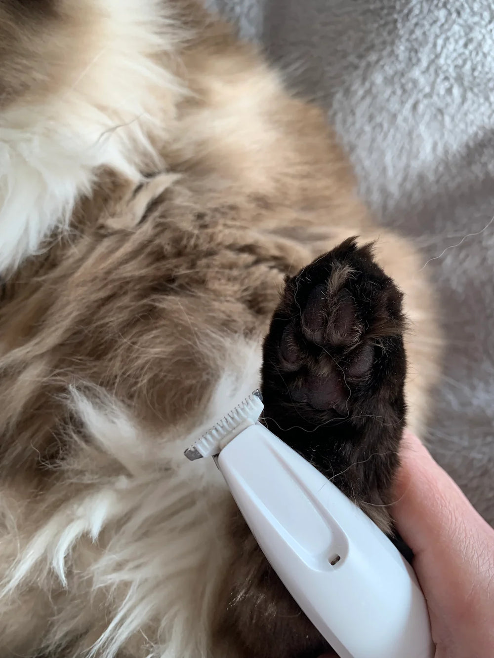 Customer showing the paw of his Ragdoll cat after trimming the fur with FurTrim