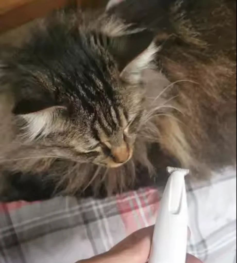 Customer showing how quiet the FurTrim operates in front of his sensitive cat