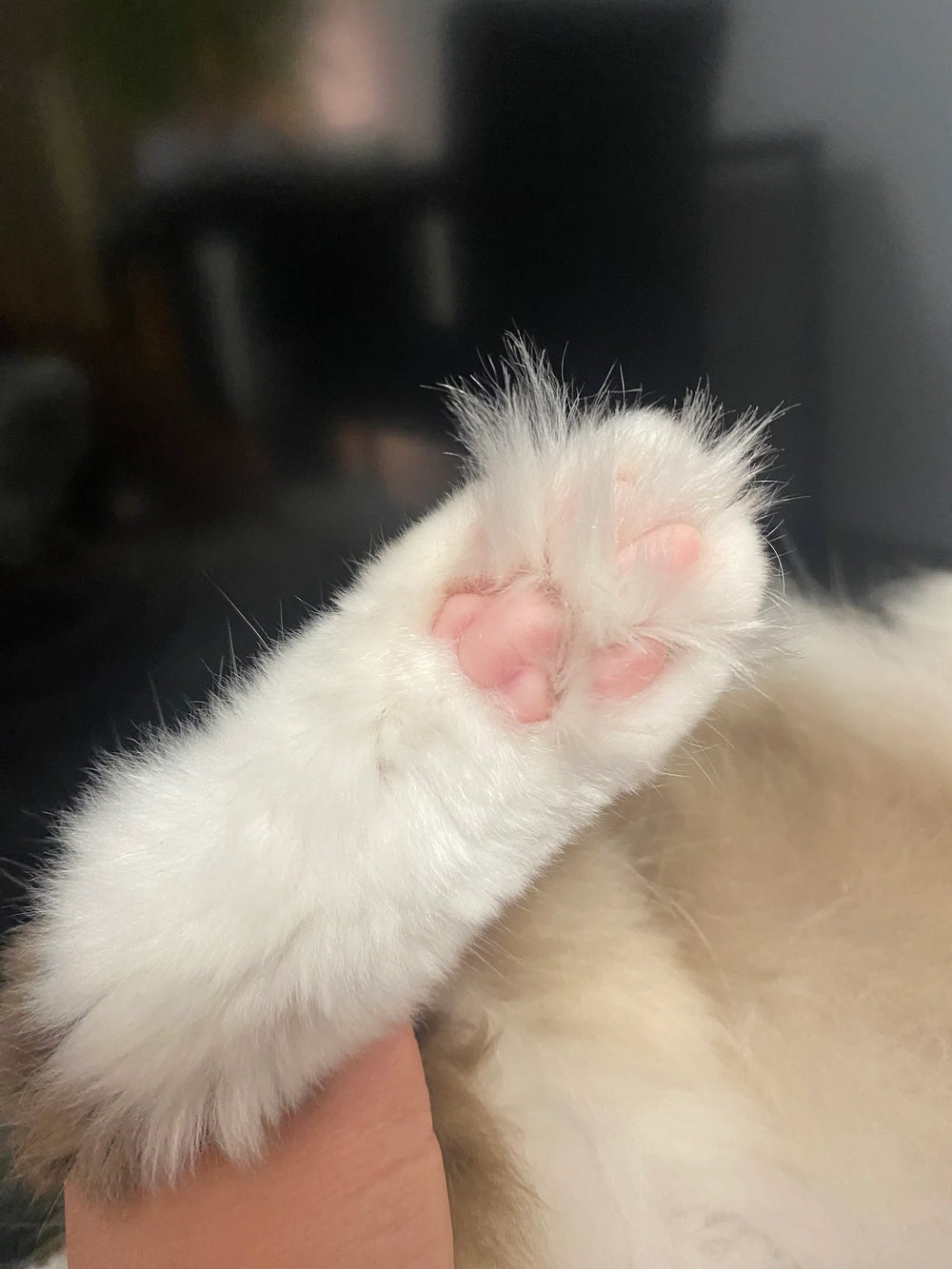 Customer showing the fur on the paws of his Ragdoll cat before trimming with FurTrim