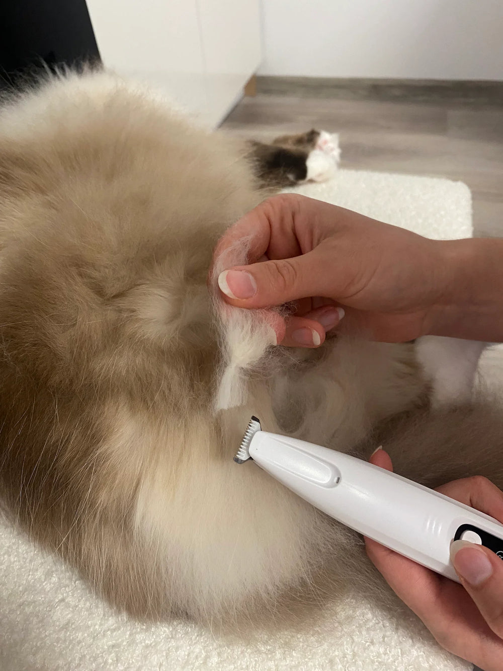 Customer showing the trimmed fur of his Ragdoll cat after grooming with FurTrim