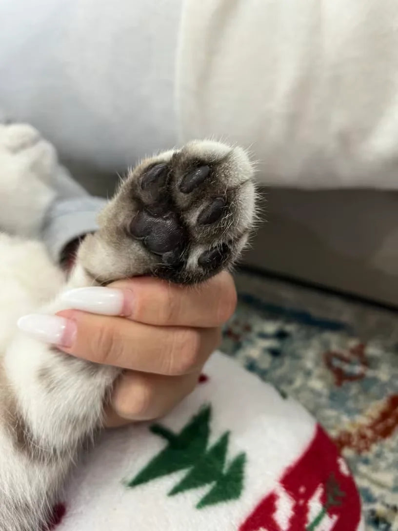 Customer showing his cat's paws after trimming the fur with FurTrim