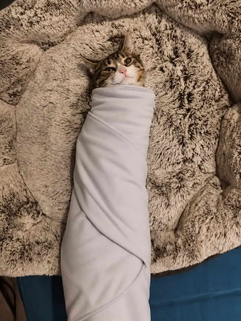 Customer showing wraped cat in the GroomWrap during grooming