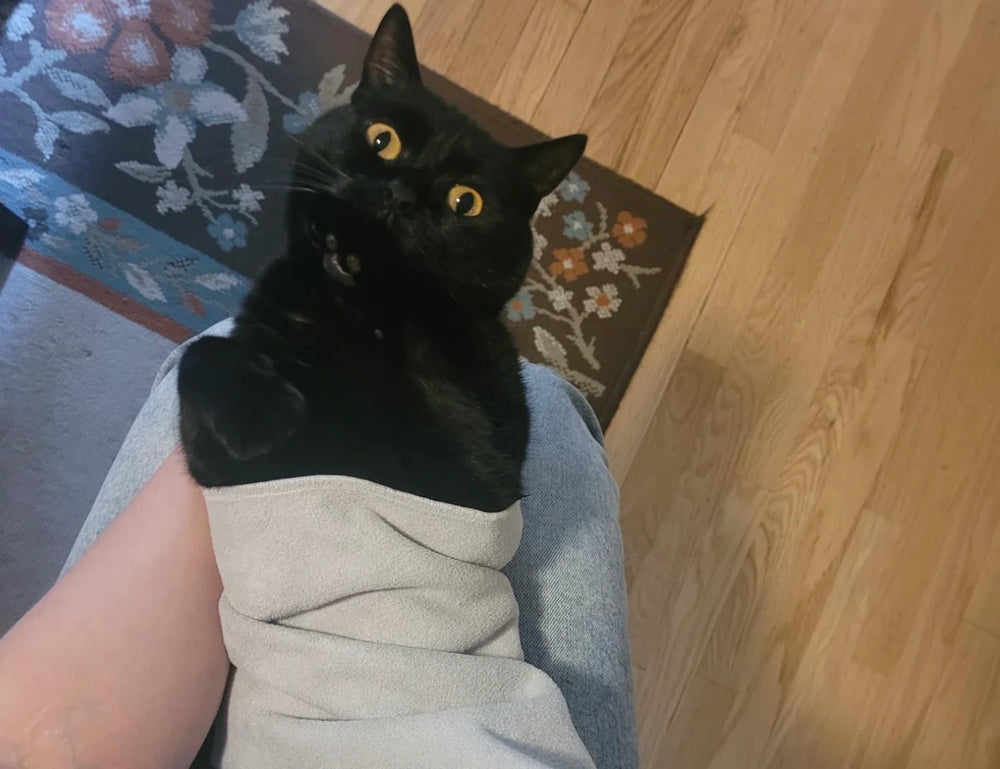 Customer gromming his cat with the RagRoyale GroomWrap