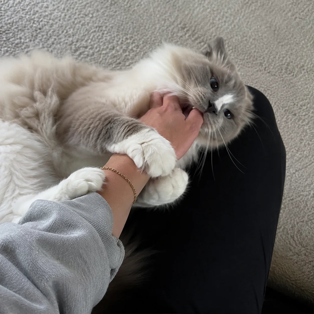 Aggressive long-haired cat before grooming