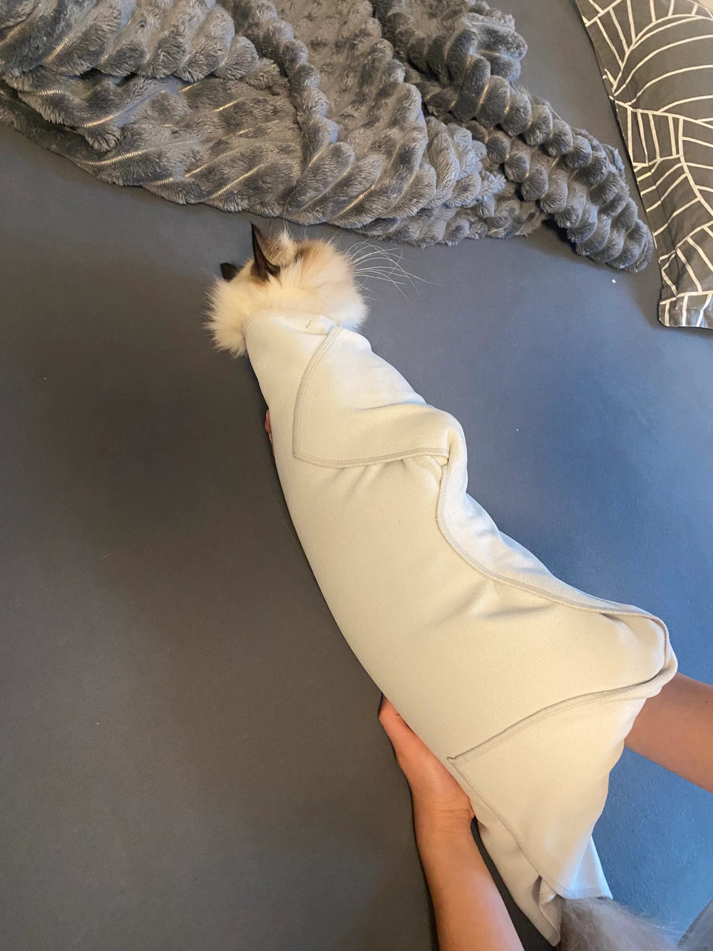 Ragdoll cat being groomed in the RagRoyale GroomWrap