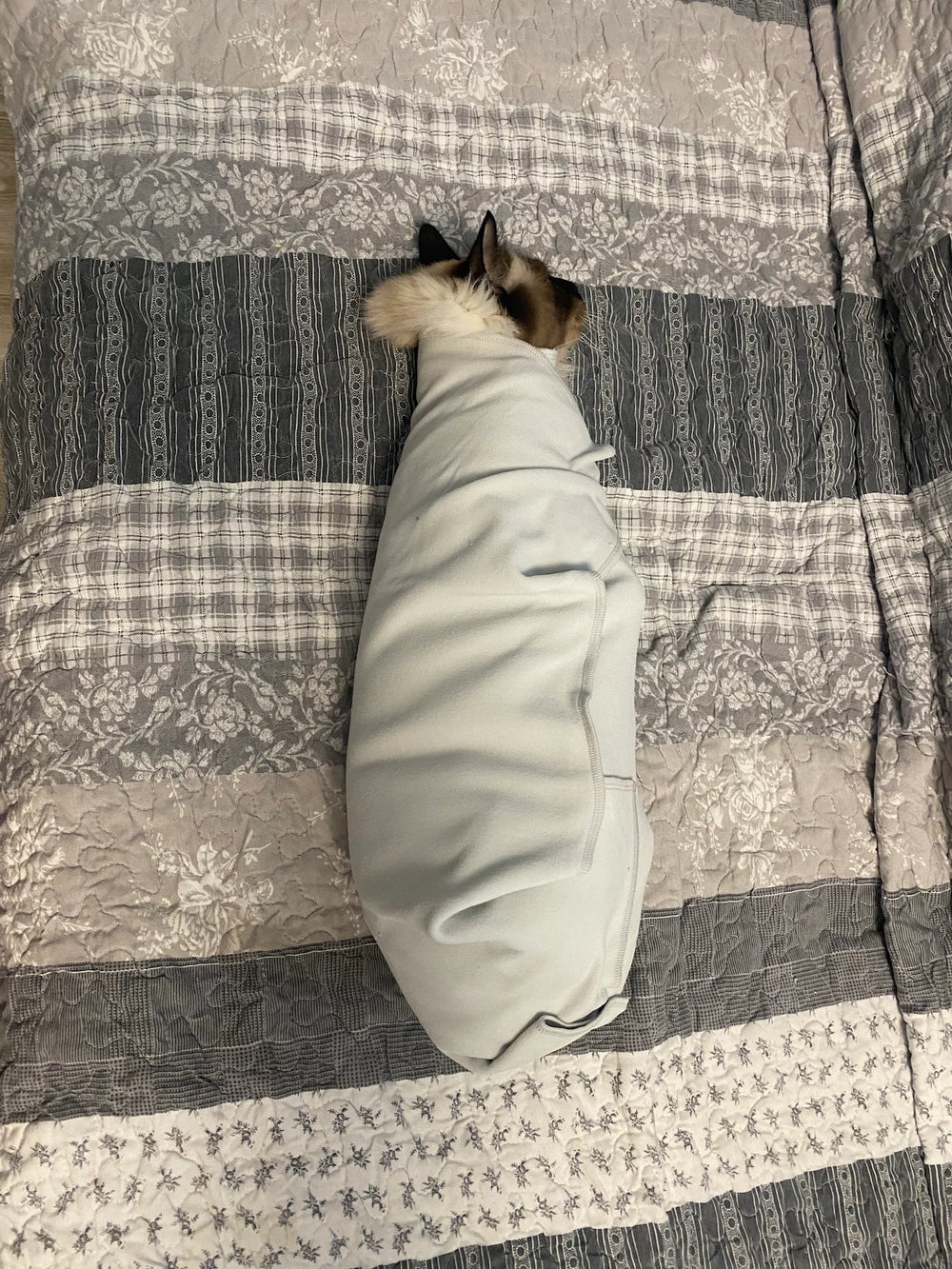Ragdoll cat wrapped in the RagRoyale GroomWrap before grooming