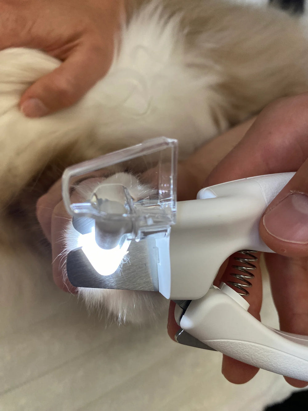 Customer trimming the nails of his Ragdoll at with LED nail clipper