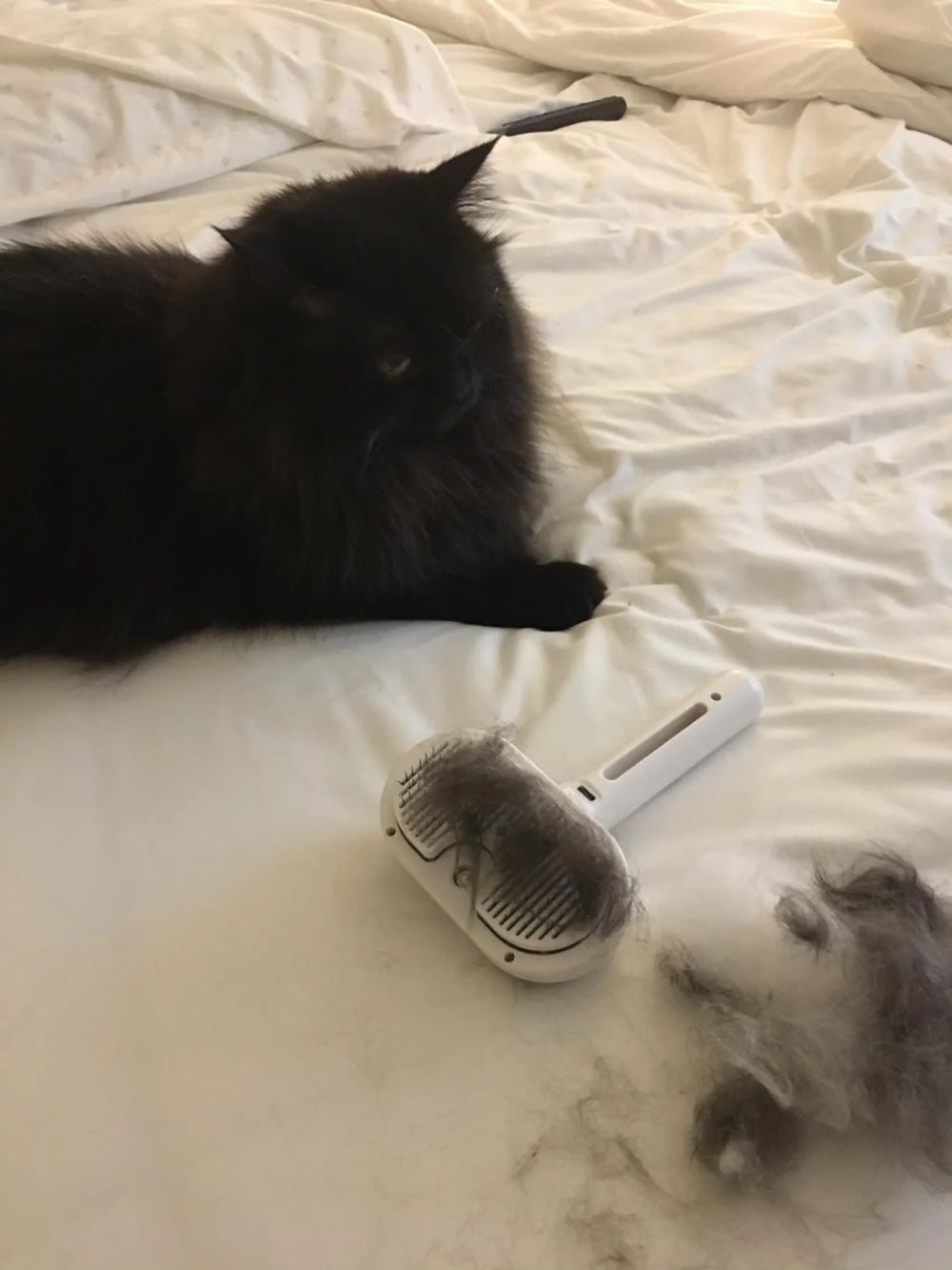 Long-haired cat after grooming session with Mist Brush