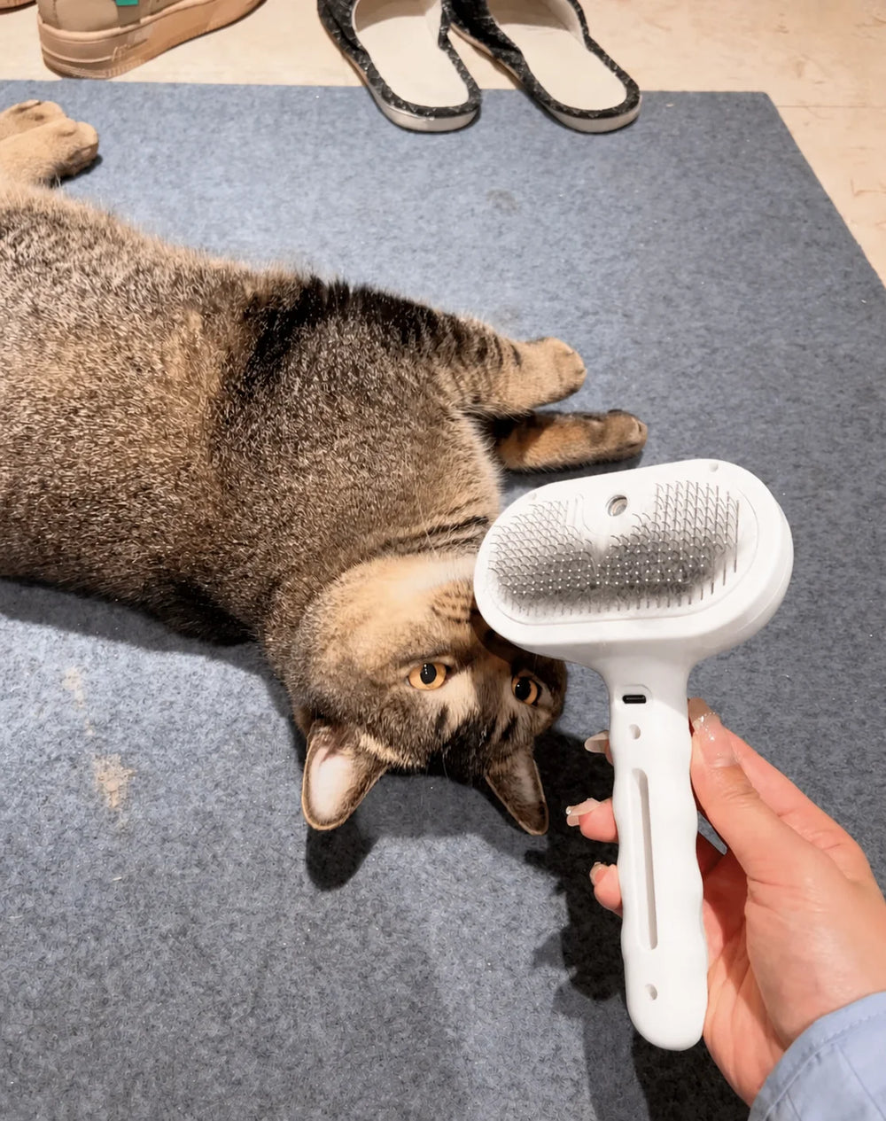 Customer showing the Mist Brush and his cat