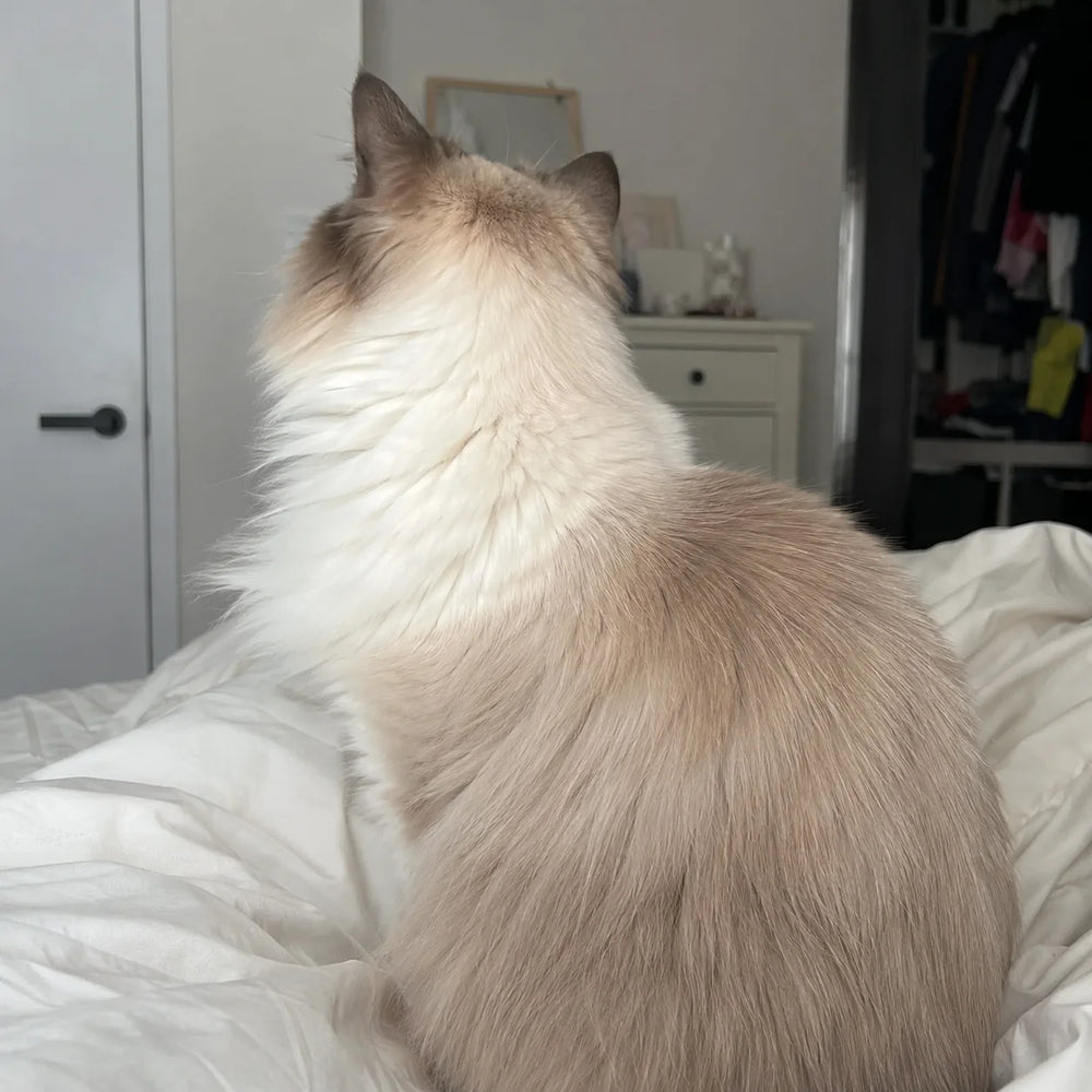 Well-groomed Ragdoll cat coat after brushing with Mist Brush