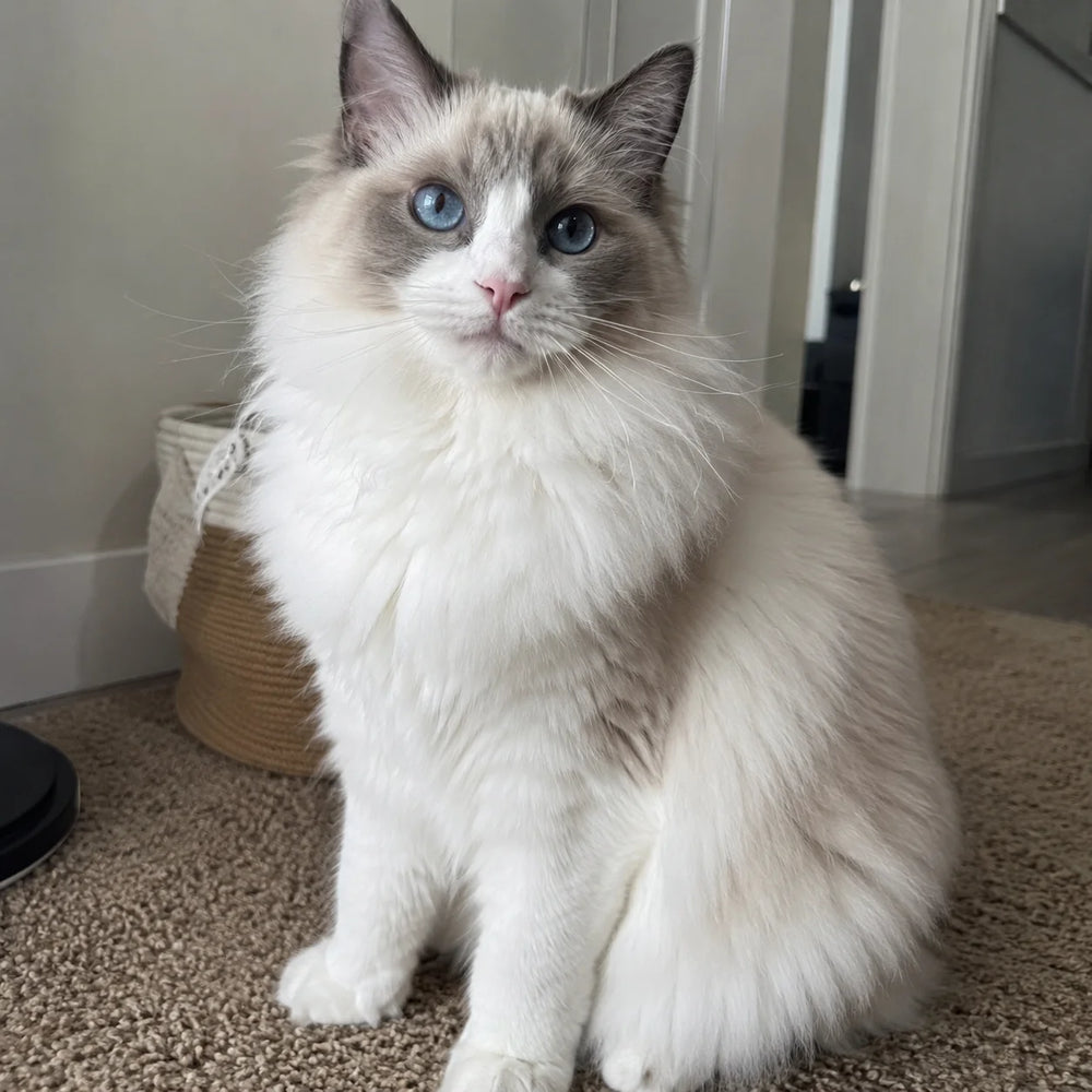 Ragdoll cat sitting on the flor after grooming with Mist Brush