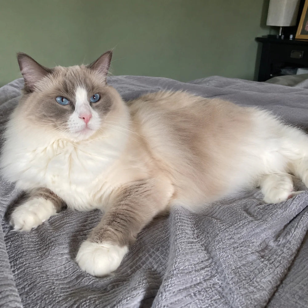 Well-groomed happy Ragdoll cat