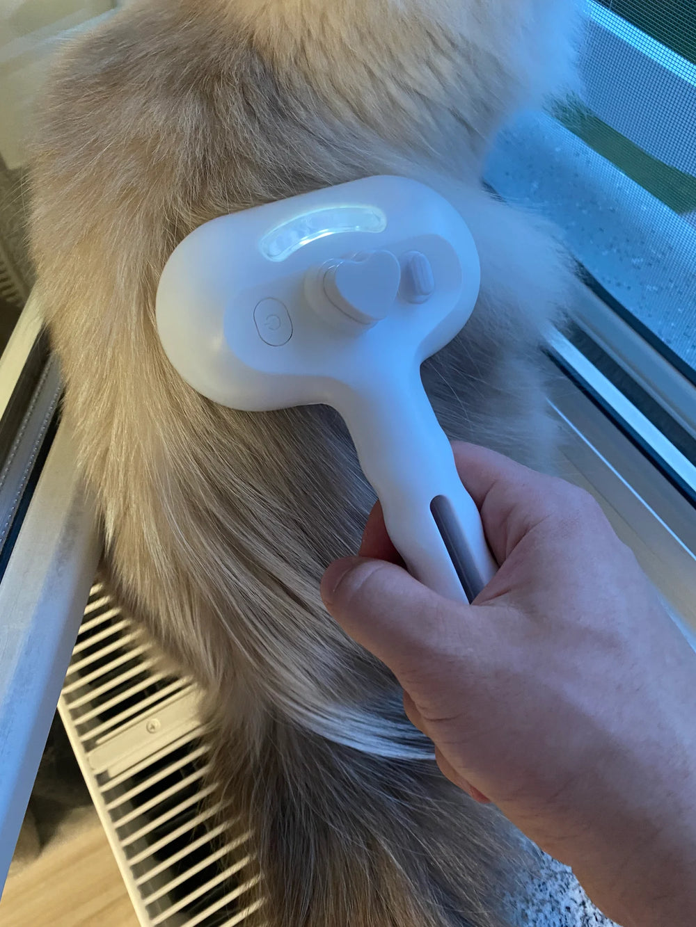 Customer brushing a Ragdoll cat with RagRoyale Mist Brush