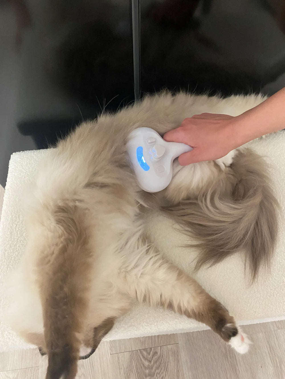 Ragdoll cat enjoying grooming session with RagRoyale Mist Brush