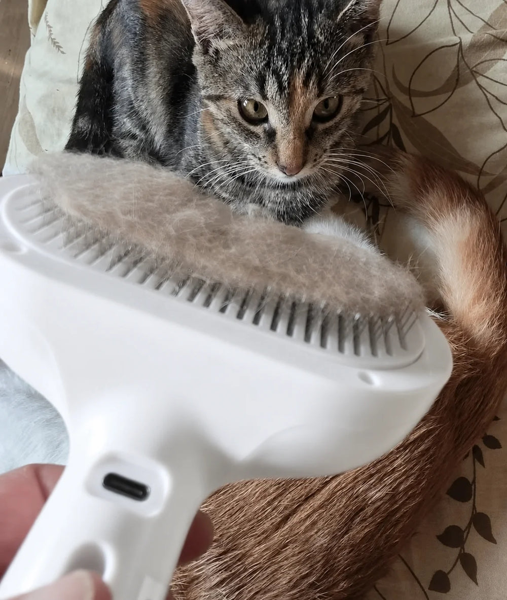 Cat groomed with RagRoyale Mist Brush