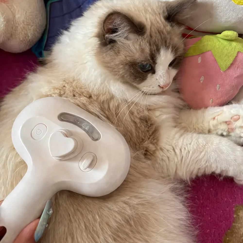 Customer brushing Ragdoll cat with Mist Brush