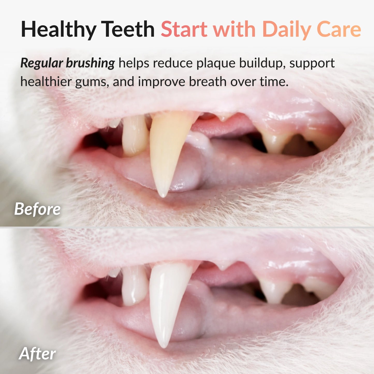 Before and after comparison showing cleaner cat teeth and reduced plaque buildup after regular brushing