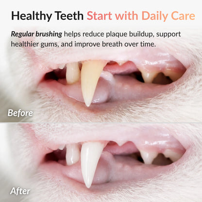 Before and after comparison showing cleaner cat teeth and reduced plaque buildup after regular brushing