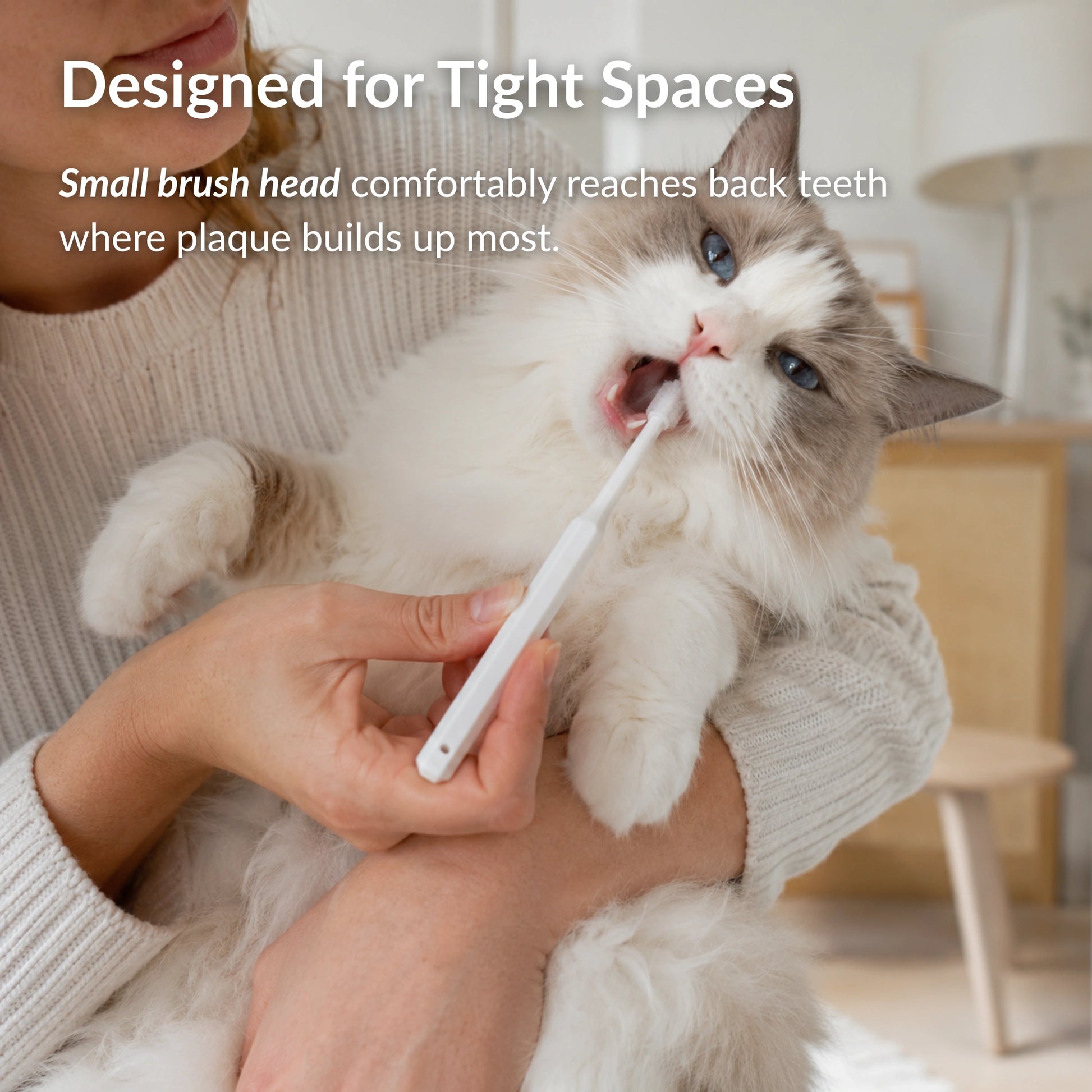 Cat having teeth brushed with a compact 360 toothbrush head designed to reach back teeth and remove plaque