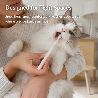 Cat having teeth brushed with a compact 360 toothbrush head designed to reach back teeth and remove plaque