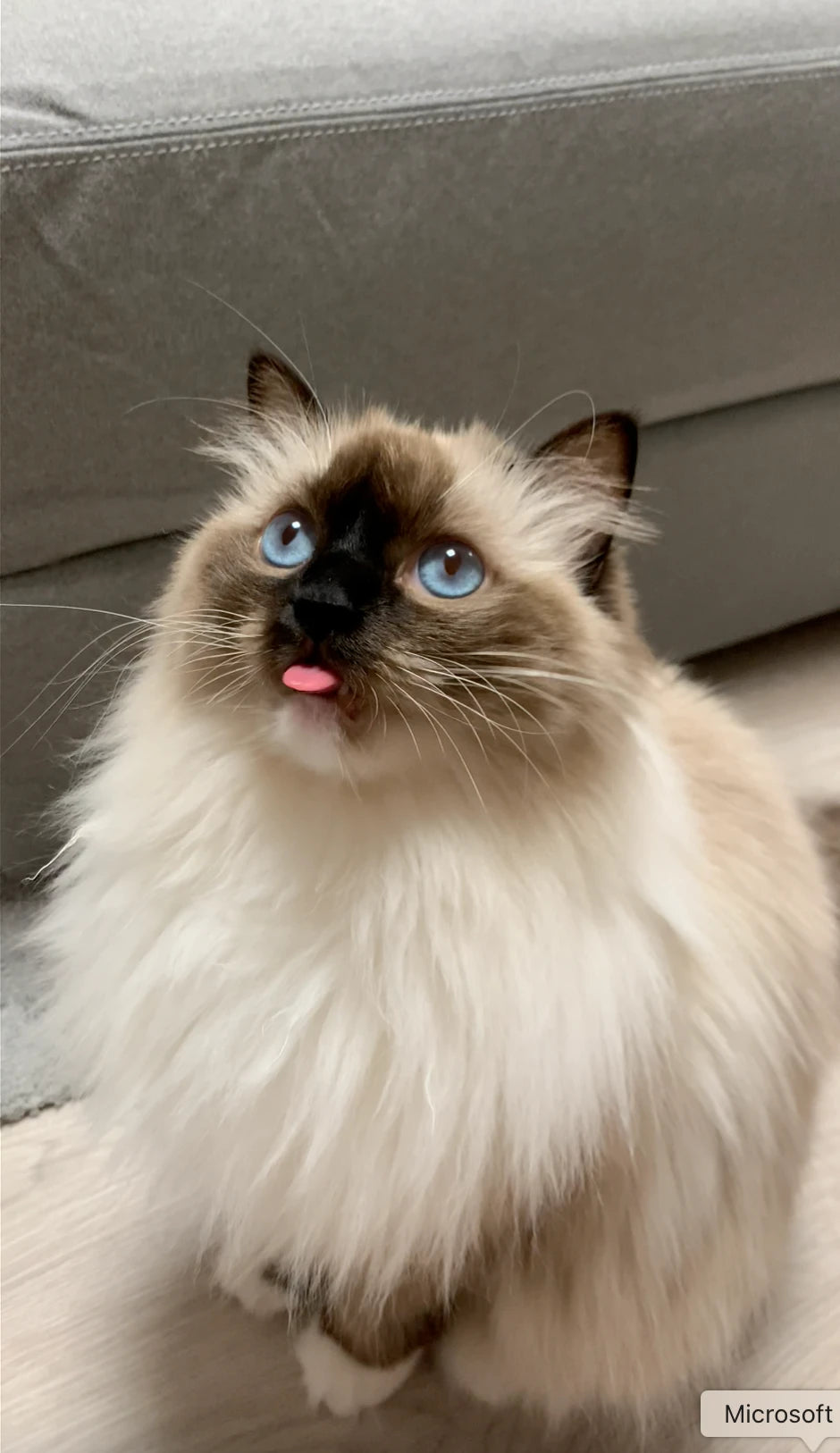 Bonnie the playful ragdoll cat with bright blue eyes and fluffy coat