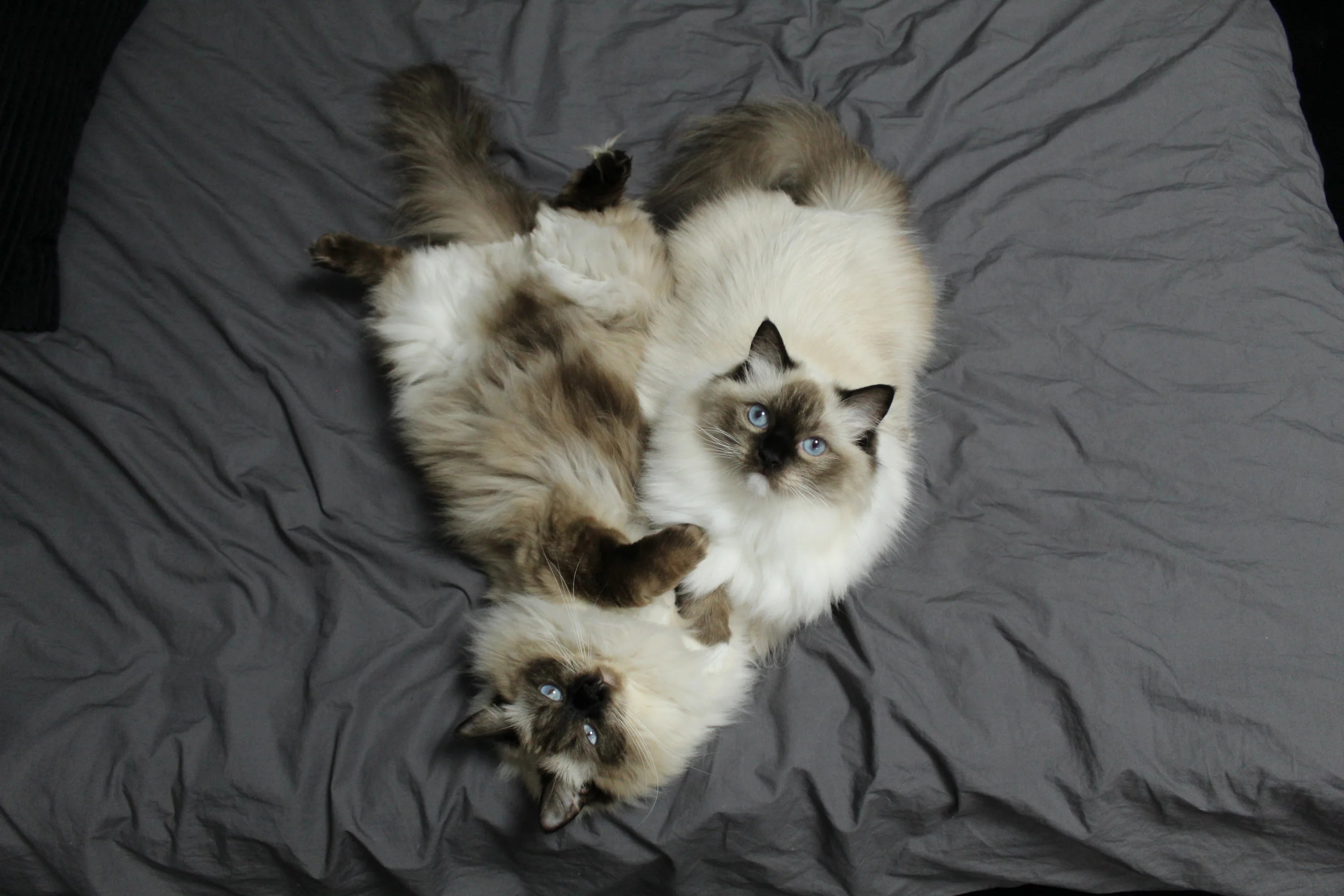 Two ragdoll cats relaxing together on a bed