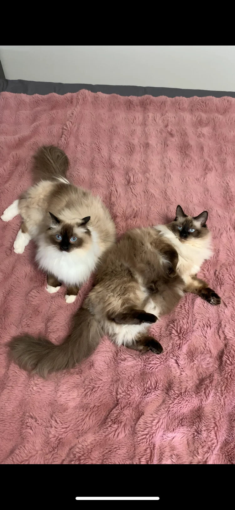 Two ragdoll cats relaxing together on a soft pink blanket