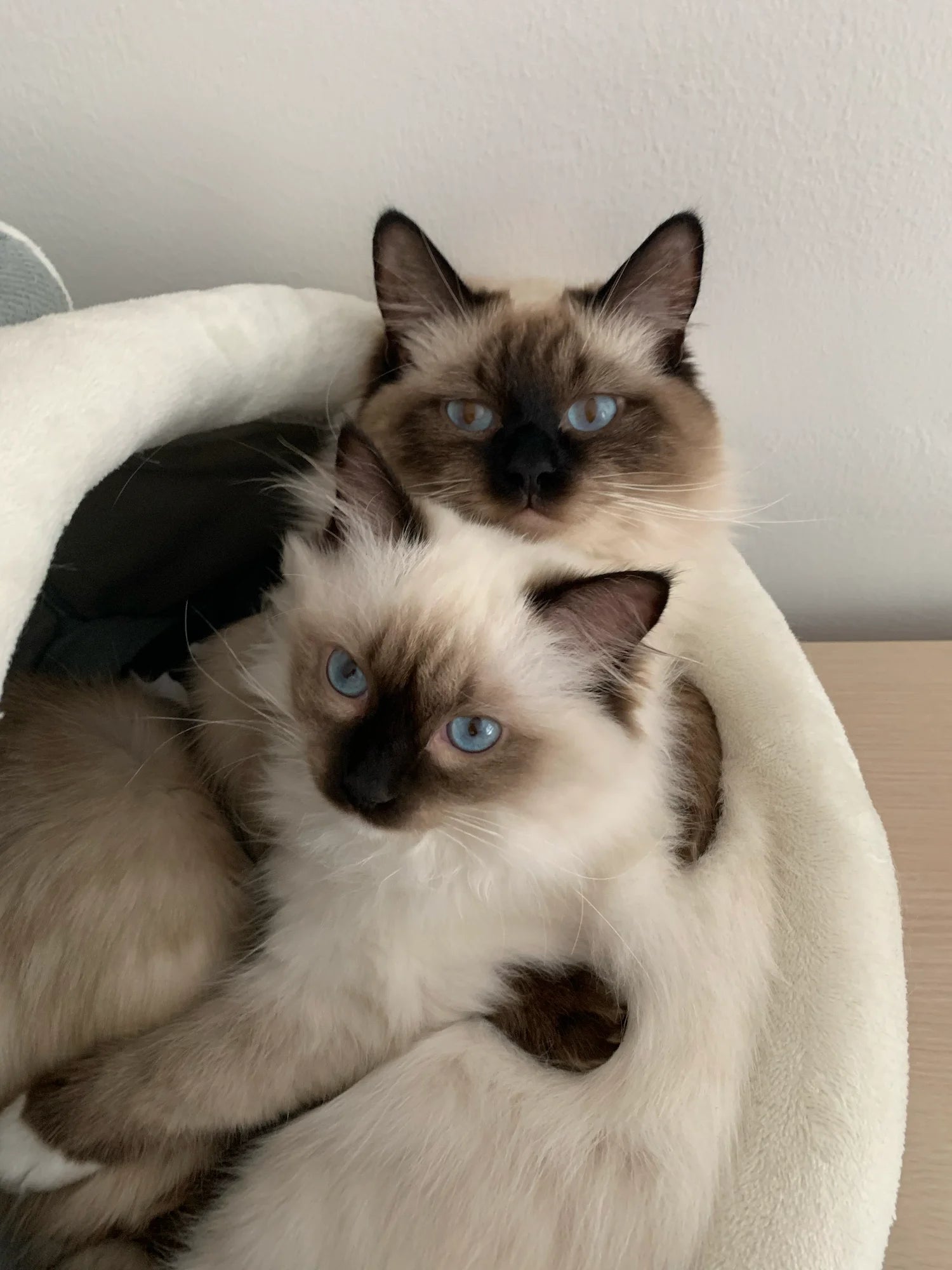 Two ragdoll cats cuddling together in a cozy cat bed