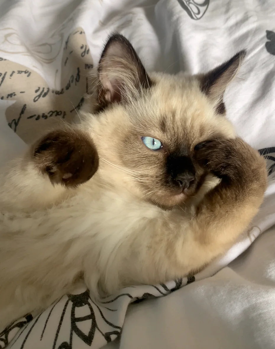Cute ragdoll cat relaxing on a bed with paws raised