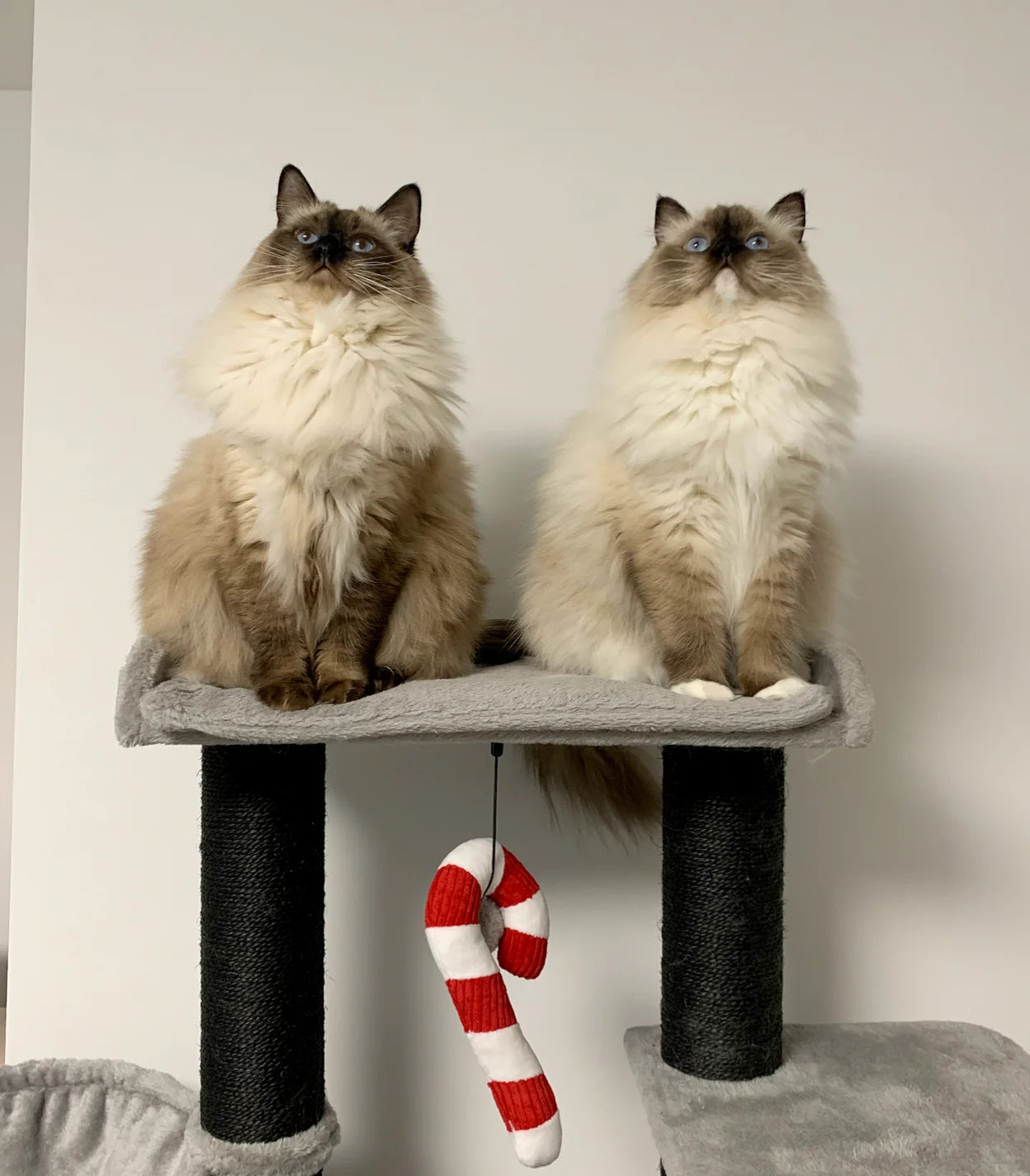 Two fluffy ragdoll cats sitting together on a cat tree