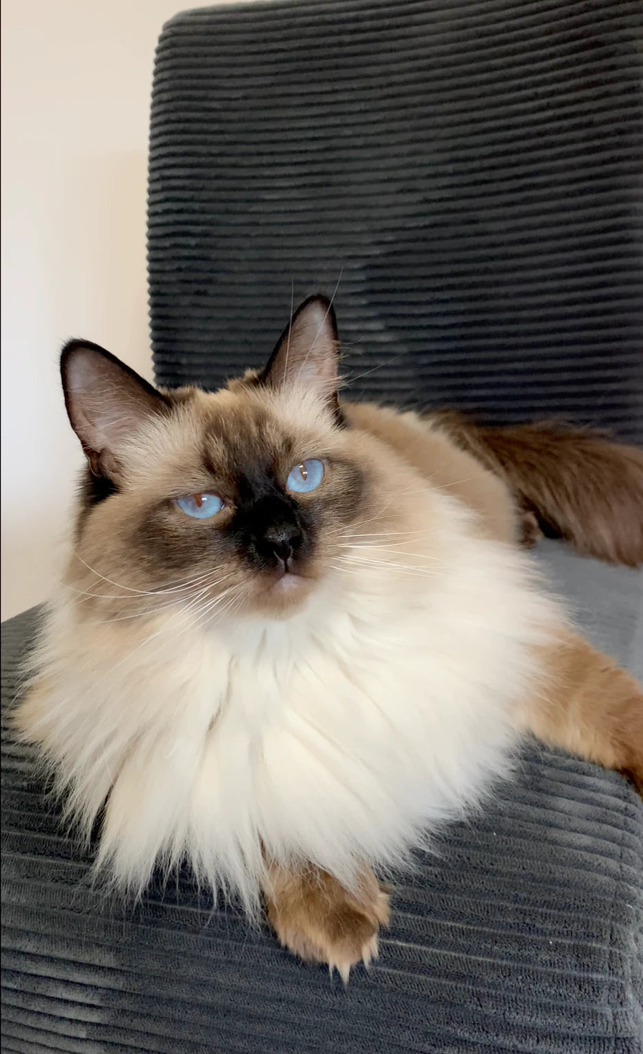 Žuža the ragdoll cat relaxing comfortably on a chair